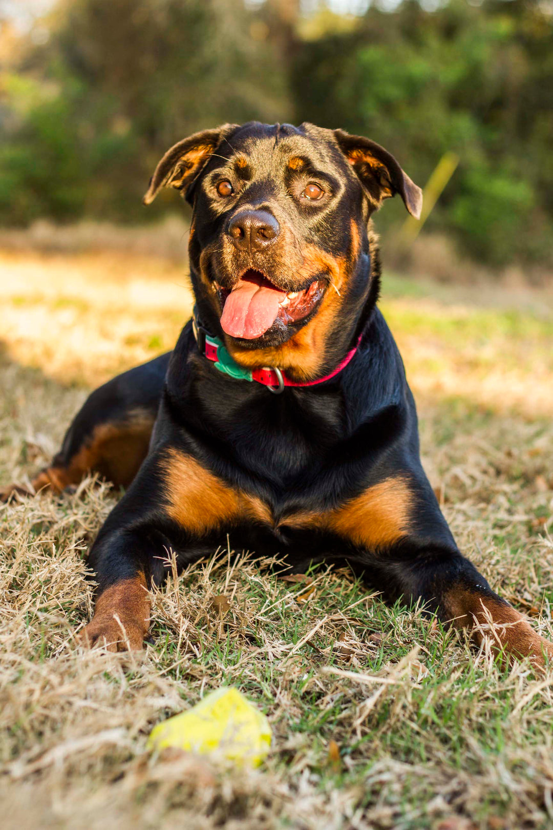 Lola Boyun Tasması - Zee.Dog