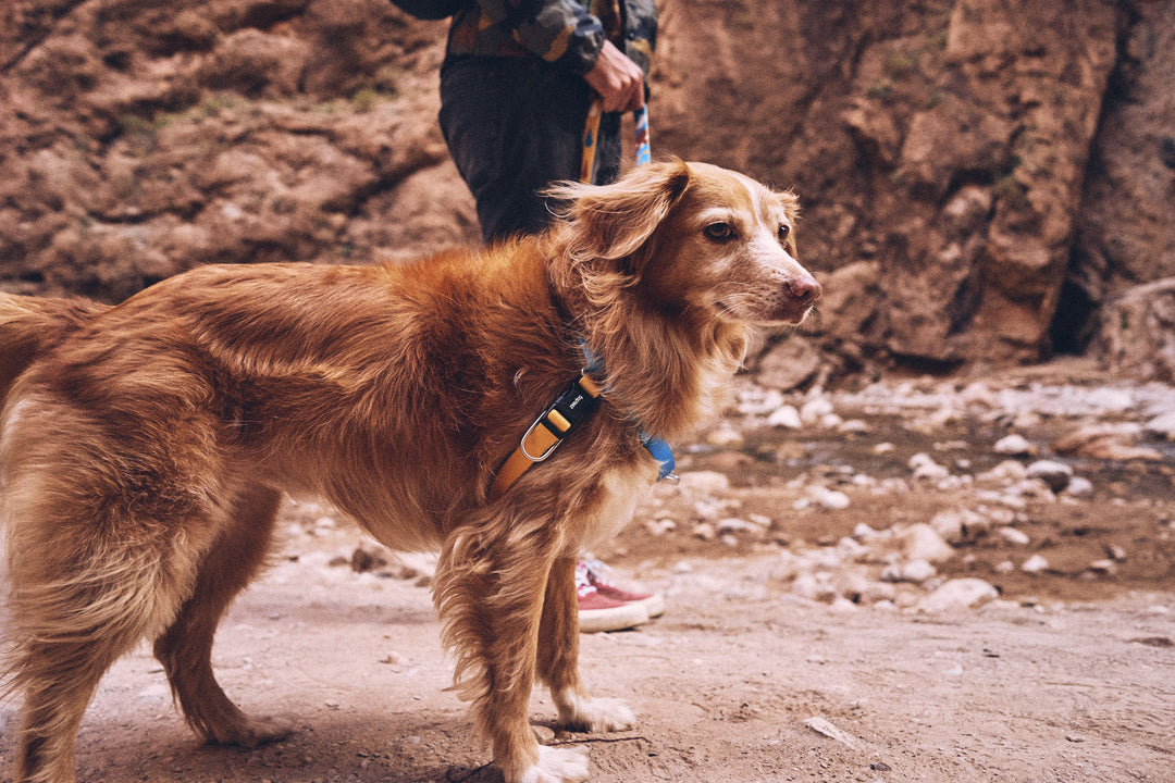 Zee.Dog - Aziza Soft Walk Göğüs Tasması